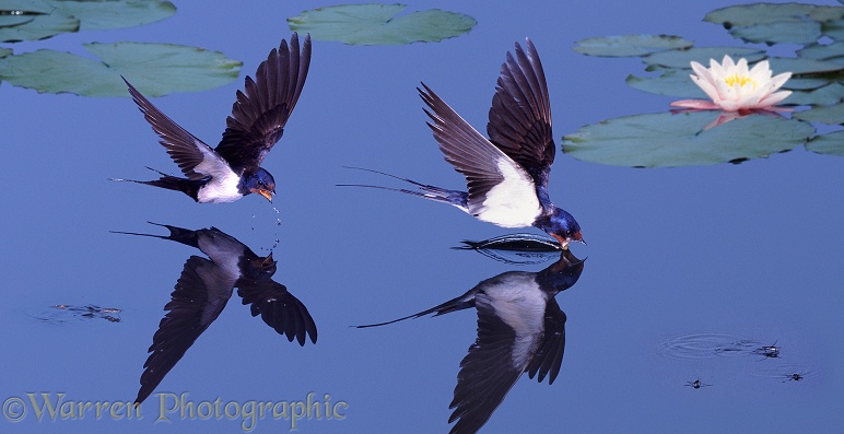 European Swallows (Hirundo rufa) drinking from a garden pond.  Europe, North America, Africa