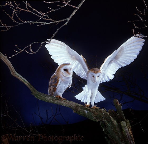 Barn Owl (Tyto alba) pair, male alighting beside female.  Worldwide