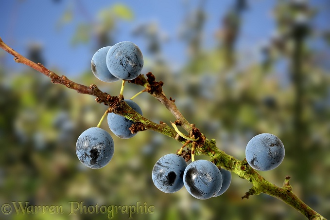 Sloe (Prunus spinosus) fruits in autumn
