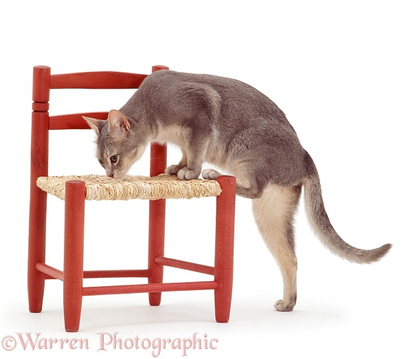 Blue-ticked Burmese-cross cat Bella, sniffing chair seat where another cat has been, white background