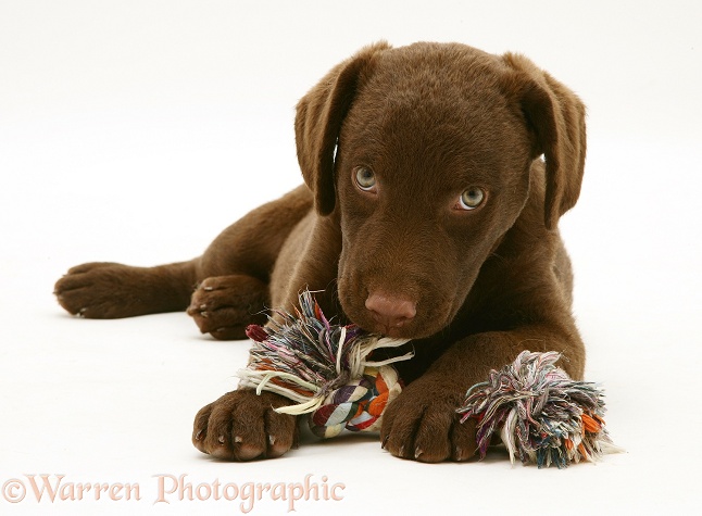 Chesapeake Bay Retriever dog pup, Teague, with a ragger toy, white background