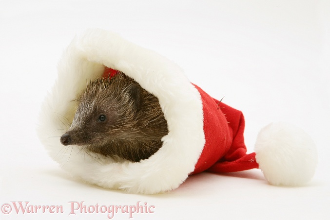 Hedgehog in a Santa hat, white background