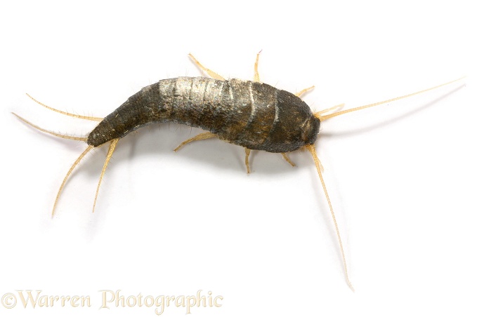 Silverfish (Lepisma saccharina), white background