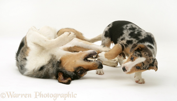 Merle Border Collie dog Kai with his merle pup Kailie, 8 weeks old, white background