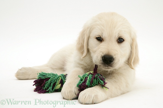 Golden Retriever pup chewing a ragger, white background
