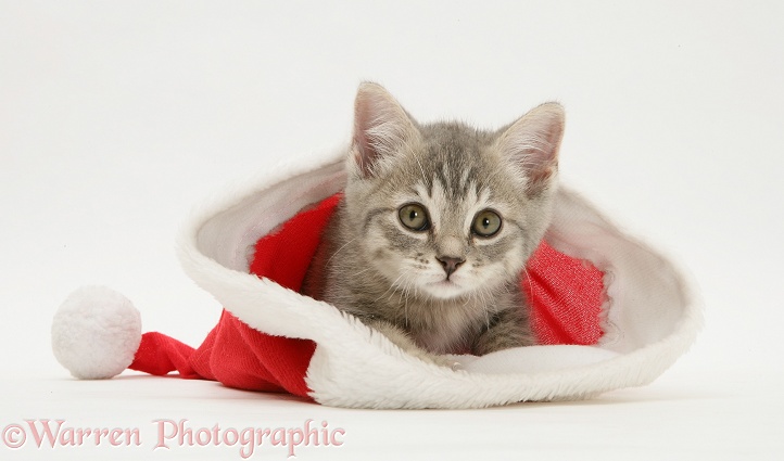 Grey Spice kitten in a Father Christmas hat, white background