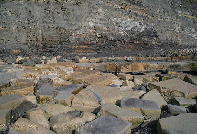 Rock slabs at Kimmeridge 3D 1 R