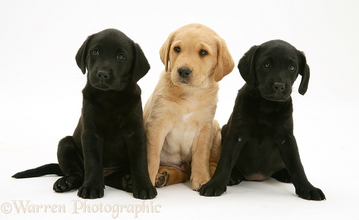 Two Black and one Yellow Labrador Retriever pups, 8 weeks old, white background
