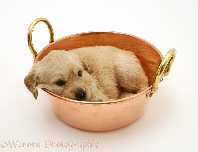 Golden Retriever pup in a copper pan, white background