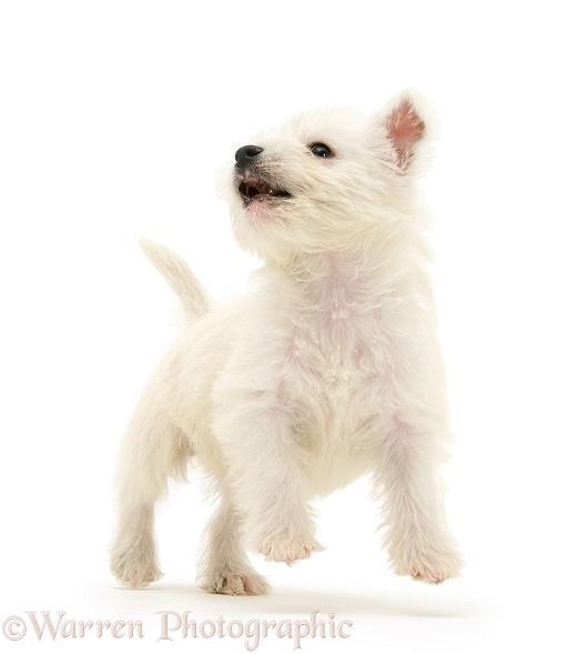 West Highland White Terrier pup, white background