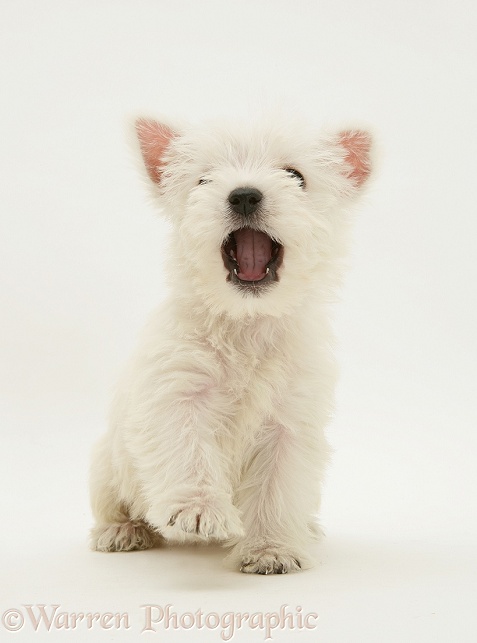 Westie pup, white background