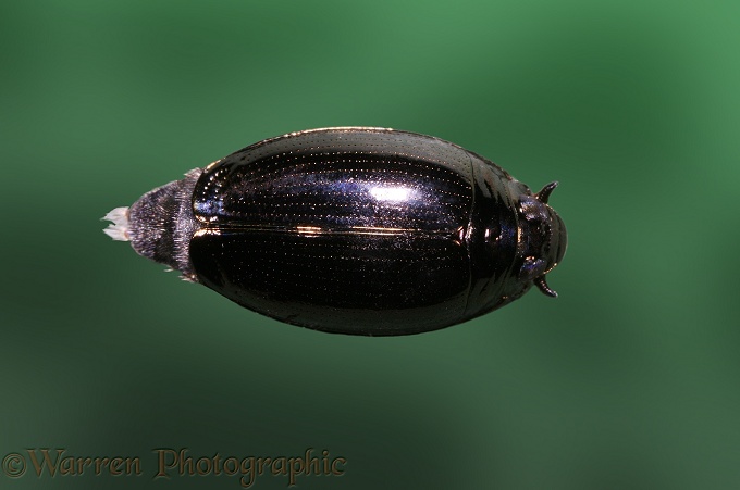 Whirligig Beetle (Gyrinus species)