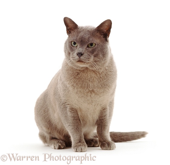Blue Burmese male cat Monty, white background