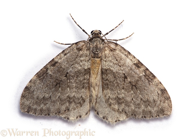 November Moth (Epirrita dilutata), white background