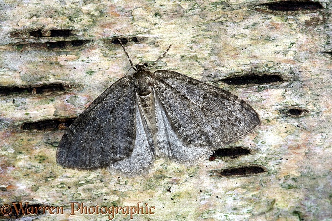November Moth (Epirrita dilutata) resting on birch bark