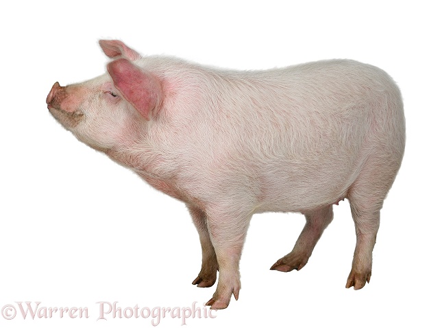 Pig (Potbelly x Kunekune Gilt), Priscilla, white background