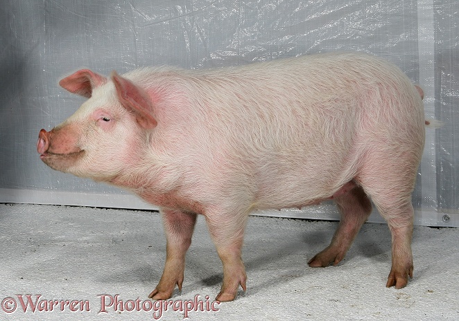 Pig (potbelly x Kunekune gilt) Priscilla, white background