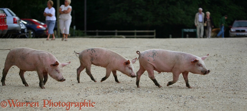 Three piglets trotting along.  New Forest, England