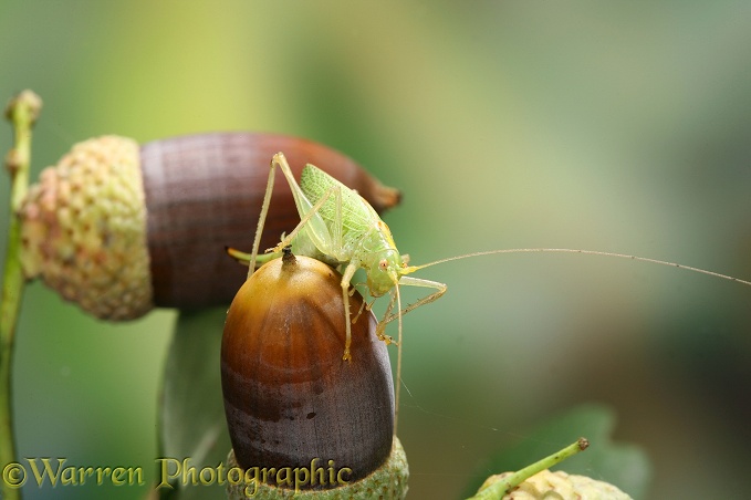 Oak Bush Cricket (Meconema thalassinum) female on acorns, late October.  Europe