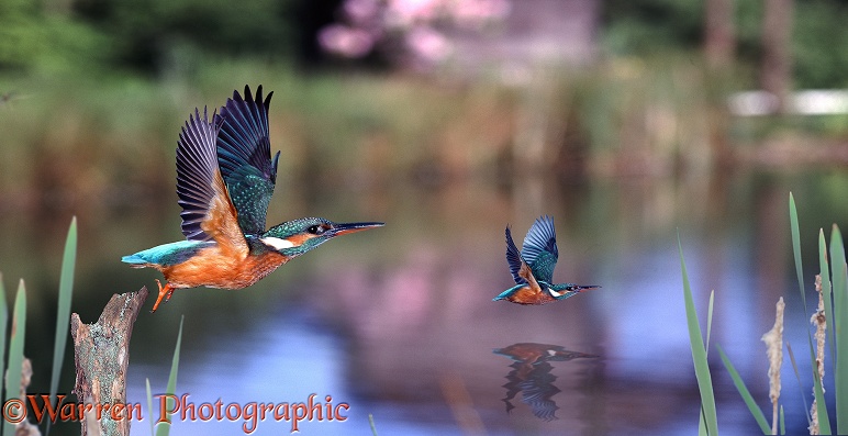 European Kingfishers (Alcedo atthis) over a Surrey pond (digital composite)