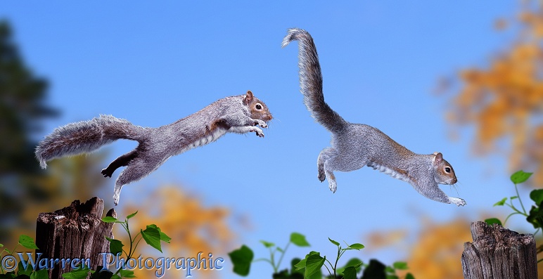 Grey Squirrels (Sciurus carolinensis) chasing each other in autumn (digital composite).  Europe, North America