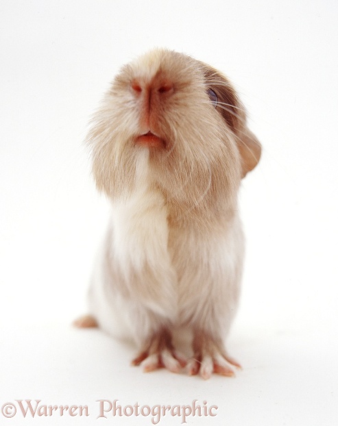 Guinea pig, white background