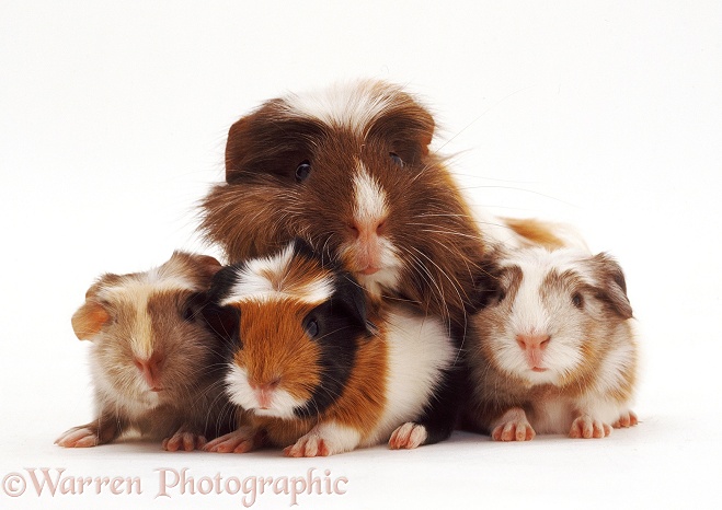 Guinea pig with 1 day old piglets, white background