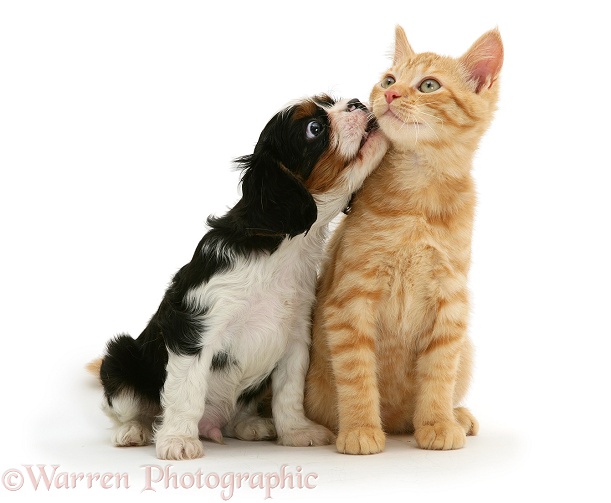 Cavalier King Charles Spaniel pup with ginger cat, white background