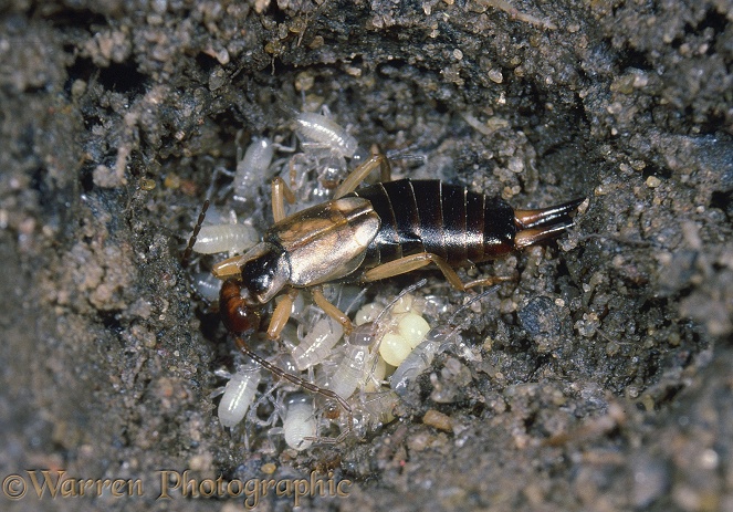 Common Earwig (Forficula auricularia) female guarding eggs and newly-hatched young.  Europe