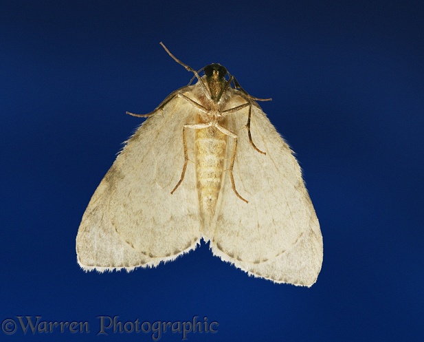 November Moth (Epirrita dilutata) as it is most commonly seen - attracted to a lighted window at night.  Europe