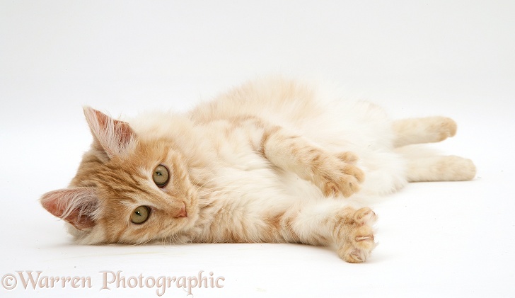 Red silver Turkish Angora cat lying on side, white background