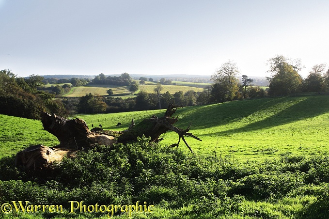 Autumn shadows, Abinger, Surrey