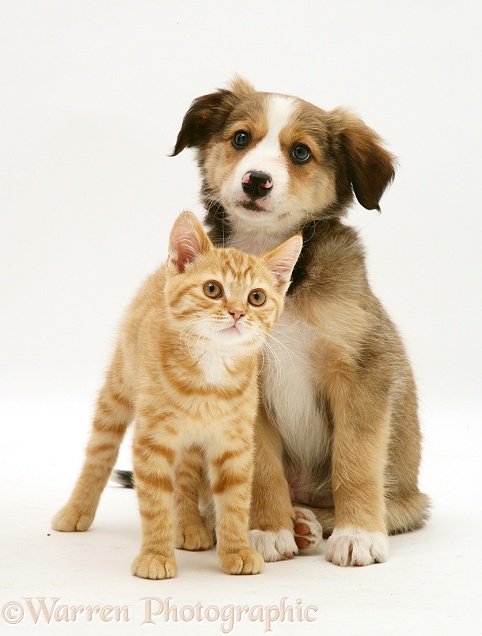 British Shorthair red tabby kitten sitting with Sable Border Collie pup, white background