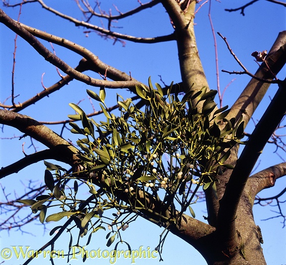 Mistletoe (Viscum album) with berries in winter