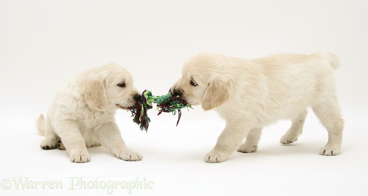 Golden Retriever pups playing tug, white background
