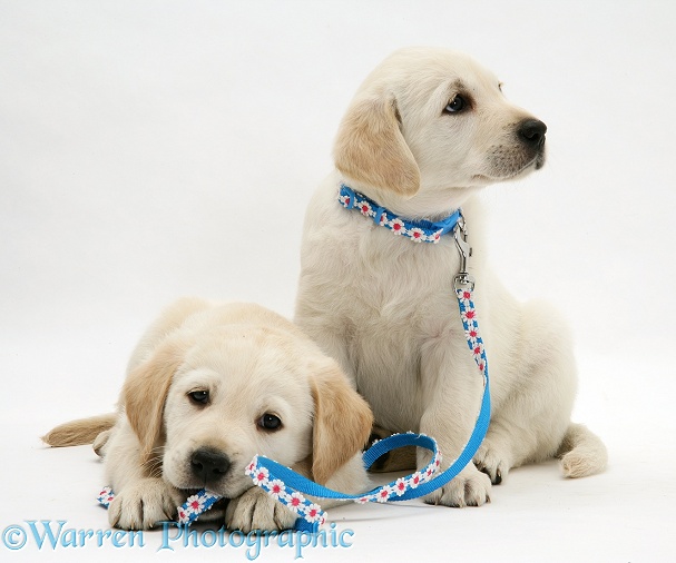 Yellow Goldador Retriever pups with daisy-chain collar and lead, white background