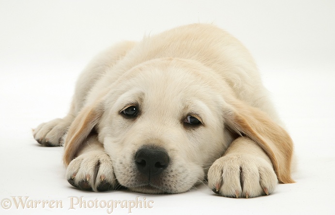 Yellow Goldador Retriever pup lying, chin on floor, white background