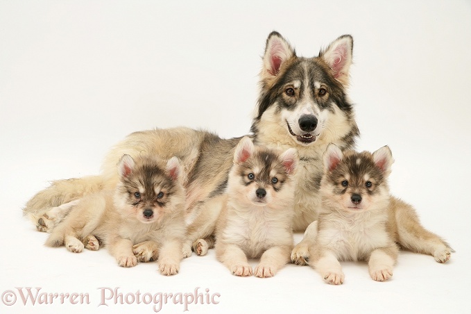 Utonagan bitch with three puppies, white background