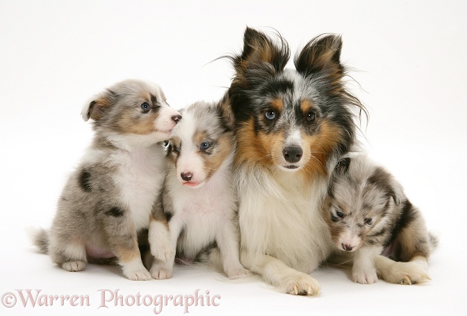 Tricolour merle Shetland Sheepdog, Sapphire, with three pups, white background