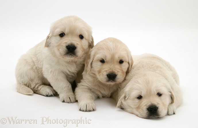 Three Golden Retriever pups, 4 weeks old, white background
