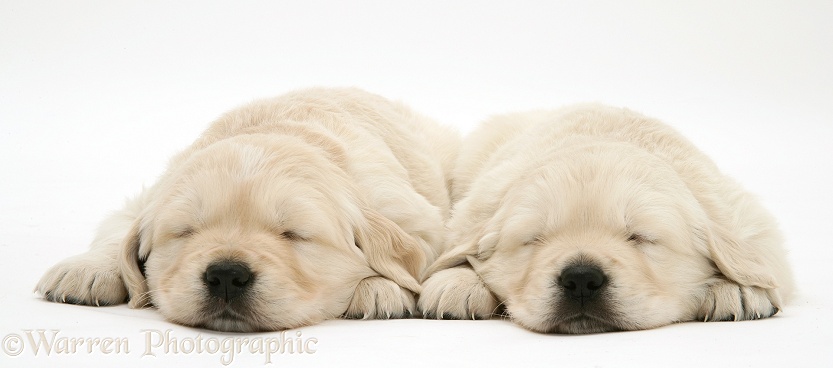 Sleepy Golden Retriever pups, 5 weeks old, white background