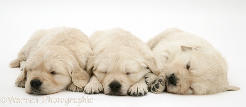 Three sleepy Golden Retriever pups, 6 weeks old, white background