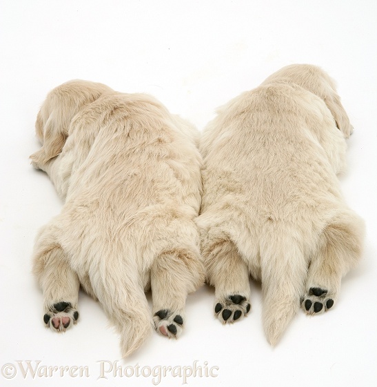 Two Golden Retriever pups asleep, back view, hind paws outstretched, white background