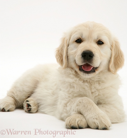Golden Retriever pup lying, head up, paws crossed, white background