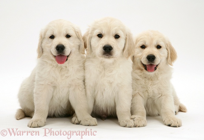 Three Golden Retriever pups sitting, white background