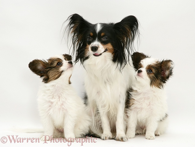Papillon bitch with two pups, white background