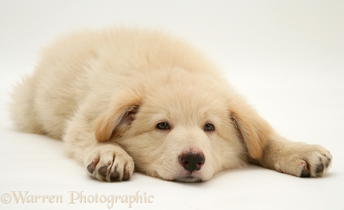 Sleepy white German Shepherd Dog pup, lying, chin on floor, white background