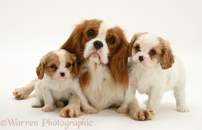 Blenheim Cavalier King Charles Spaniel bitch with two pups, white background