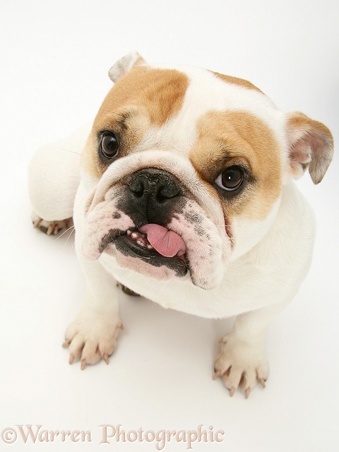 Bulldog bitch, Pixie, looking up with tongue out, white background