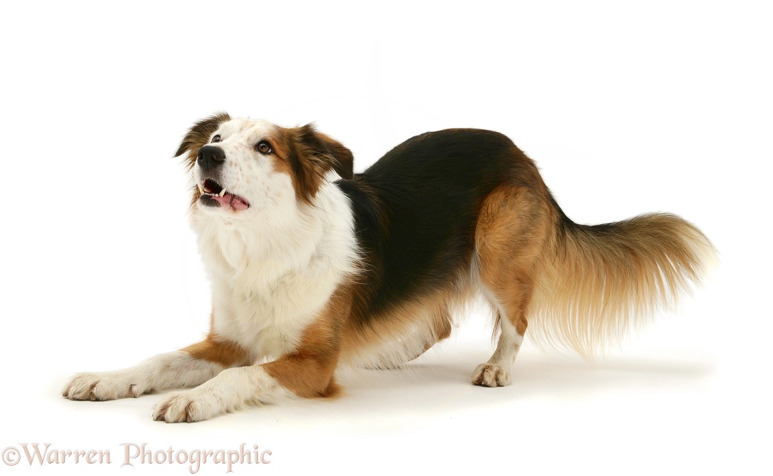 White-faced Border Collie dog in play-bow, white background